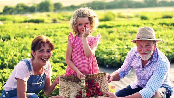 Senior grandparents and granddaughter picking strawberries on the farm. Man, woman and a small girl working.