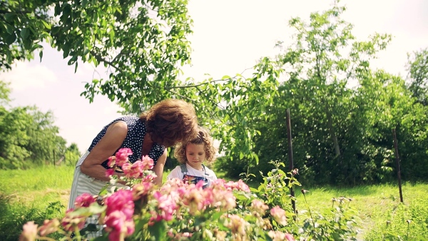 A small girl with senior grandmother gardening in the backyard garden. Slow motion.