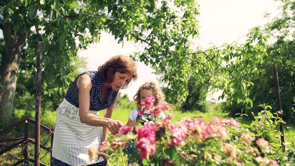 A small girl with senior grandmother gardening in the backyard garden. Slow motion.