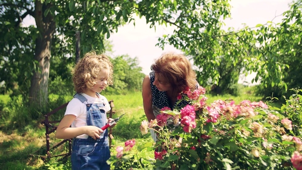 A small girl with senior grandmother gardening in the backyard garden. Slow motion.