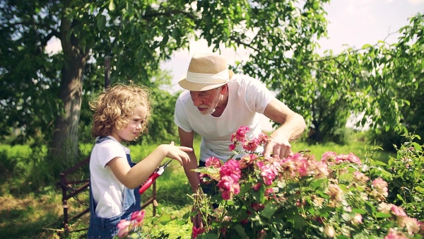 A small girl with senior grandfather gardening in the backyard garden. Slow motion.