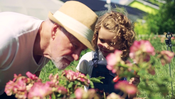 A small girl with senior grandfather gardening in the backyard garden. Slow motion.