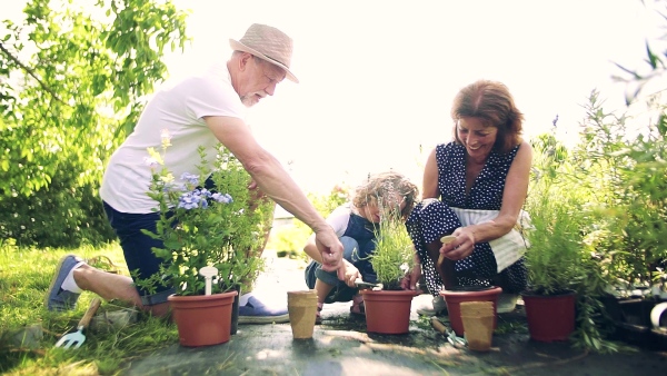 Senior grandparents and granddaughter gardening in the backyard garden. Man, woman and a small girl working.