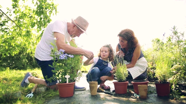 Senior grandparents and granddaughter gardening in the backyard garden. Man, woman and a small girl working.