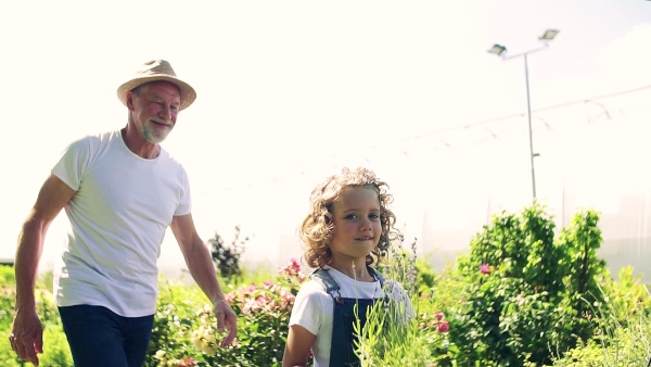 A happy small girl with senior grandfather gardening in the greenhouse, walking. Slow motion.