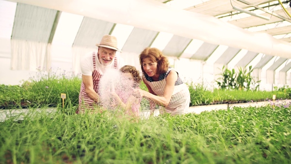 Senior grandparents and granddaughter gardening in the greenhouse. Slow motion.