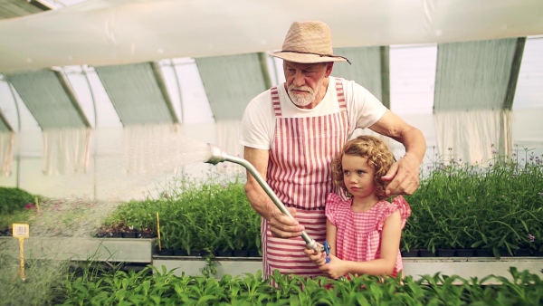 A happy small girl with senior grandfather gardening in the greenhouse, watering plants.