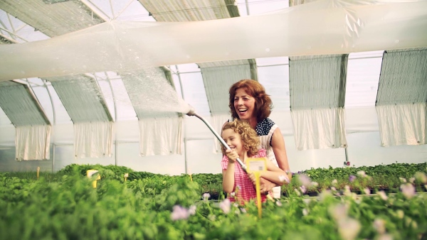 A happy small girl with senior grandmother gardening in the greenhouse, watering plants.