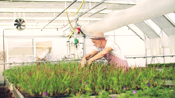 Senior man gardening in the greenhouse, working. Slow motion.