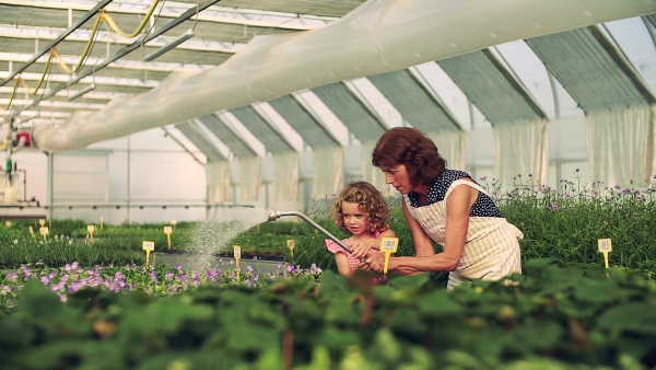 A happy small girl with senior grandmother gardening in the greenhouse, watering plants. Slow motion.