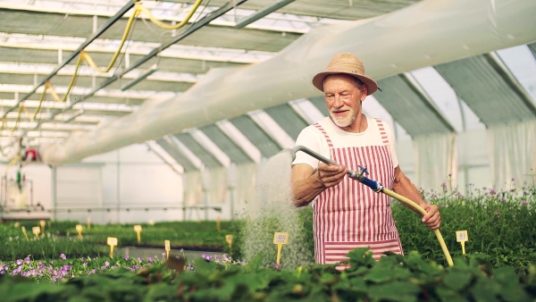 Front view of happy senior man gardening in the greenhouse, watering plants. Slow motion.