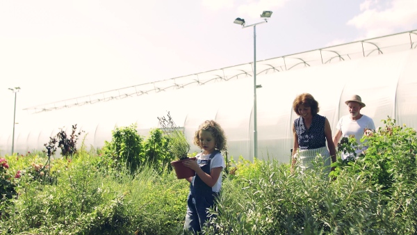 Senior grandparents and granddaughter gardening in the greenhouse, walking.