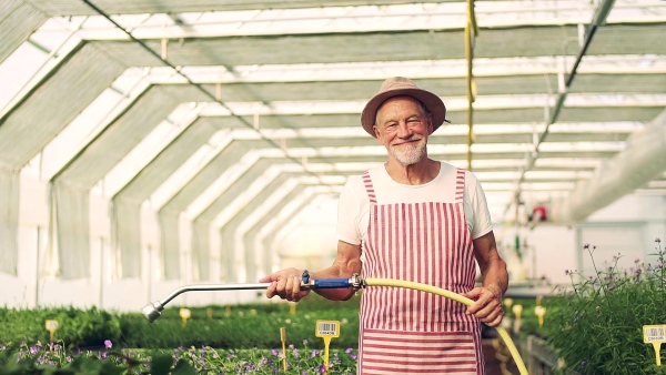 Front view of happy senior man gardening in the greenhouse, watering plants. Slow motion.