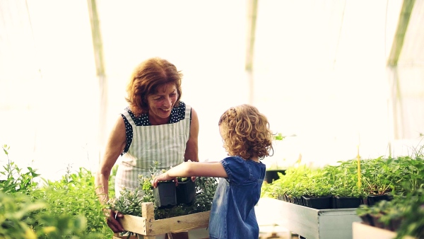 A happy small girl with senior grandmother gardening in the greenhouse, working. Slow motion.