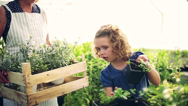 A happy small girl with senior grandmother gardening in the greenhouse, working. Slow motion.