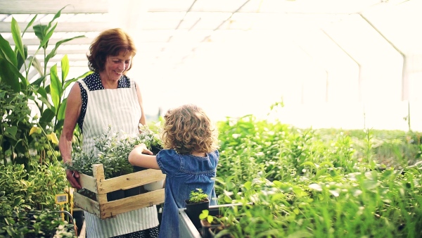 A happy small girl with senior grandmother gardening in the greenhouse, working. Slow motion.