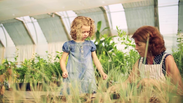 A happy small girl with senior grandmother gardening in the greenhouse, working. Slow motion.