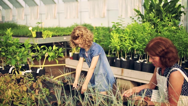 A happy small girl with senior grandmother gardening in the greenhouse, working. Slow motion.