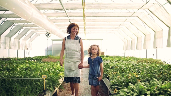 A happy small girl with senior grandmother gardening in the greenhouse, walking. Slow motion.