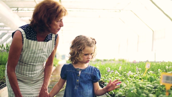 A happy small girl with senior grandmother gardening in the greenhouse, walking. Slow motion.