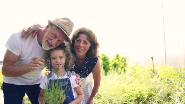 Senior grandparents and granddaughter gardening in the backyard garden, looking at camera.