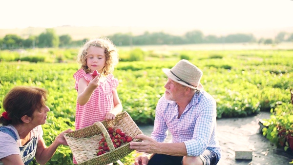 Senior grandparents and granddaughter picking strawberries on the farm. Man, woman and a small girl working.