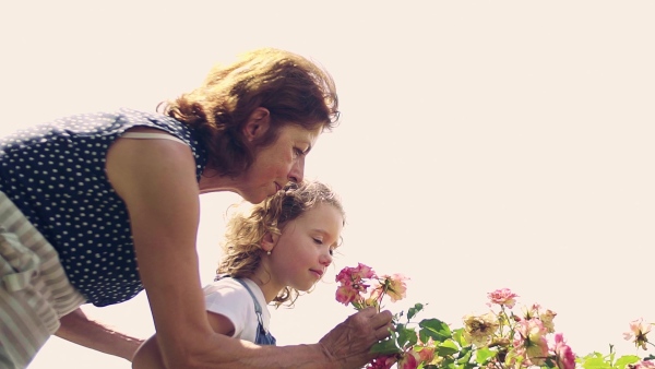 A small girl with senior grandmother smelling flowers in the backyard garden. Slow motion.