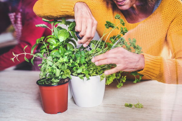 Senior woman preparing food in the kitchen. An unrecognizable old woman inside the house, cutting herbs. Close up.