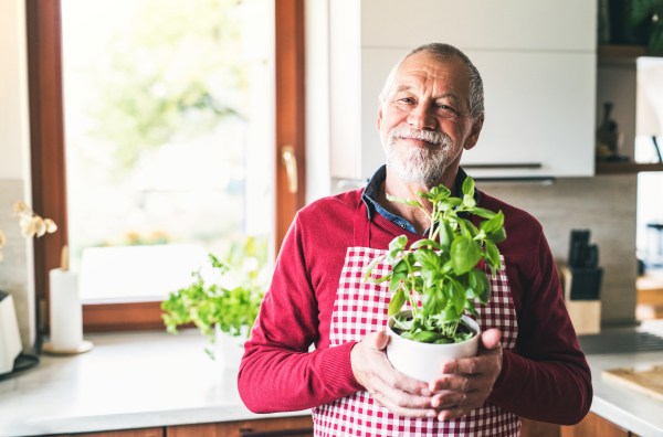 Senior man preparing food in the kitchen. An old man inside the house, holding herbs.