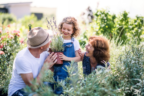 Senior grandparents and granddaughter gardening in the backyard garden. Man, woman and a small girl working.