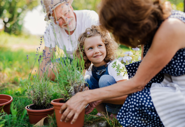 Senior grandparents and granddaughter gardening in the backyard garden. Man, woman and a small girl working.