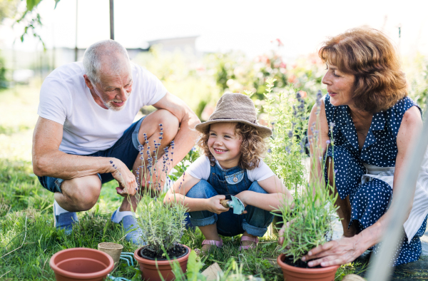 Senior grandparents and granddaughter gardening in the backyard garden. Man, woman and a small girl working.