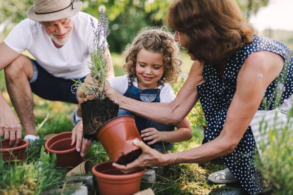 Senior grandparents and granddaughter gardening in the backyard garden. Man, woman and a small girl working.