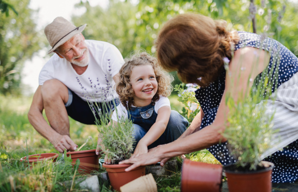 Senior grandparents and granddaughter gardening in the backyard garden. Man, woman and a small girl working.