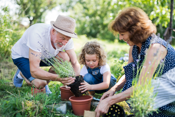 Senior grandparents and granddaughter gardening in the backyard garden. Man, woman and a small girl working.