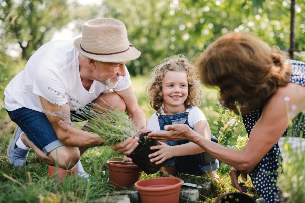 Senior grandparents and granddaughter gardening in the backyard garden. Man, woman and a small girl working.