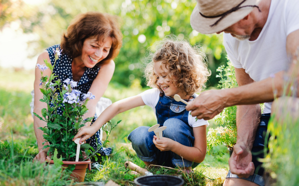 Senior grandparents and granddaughter gardening in the backyard garden. Man, woman and a small girl working.