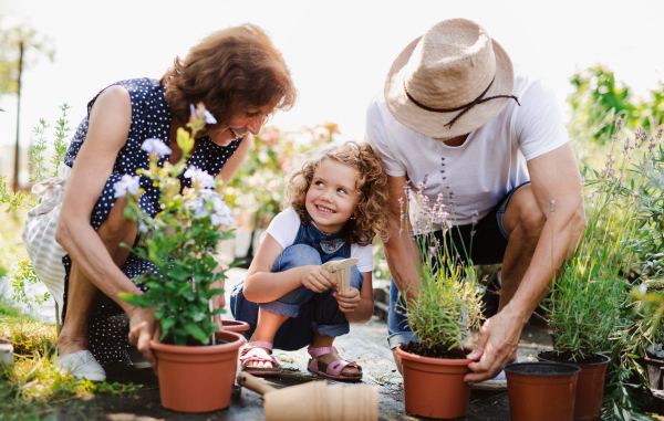 Senior grandparents and granddaughter gardening in the backyard garden. Man, woman and a small girl working.