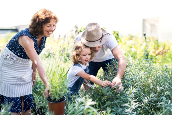 Senior grandparents and granddaughter gardening in the backyard garden. Man, woman and a small girl working.