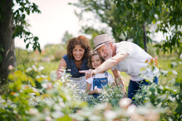 Senior grandparents and granddaughter gardening in the backyard garden. Man, woman and a small girl working.