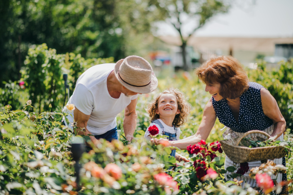 Senior grandparents and granddaughter gardening in the backyard garden. Man, woman and a small girl working.