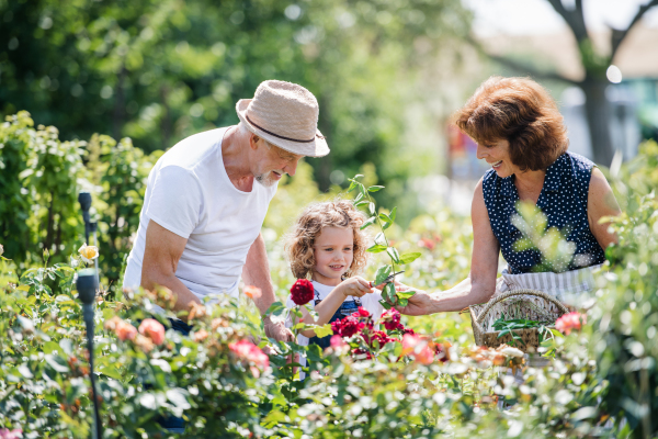 Senior grandparents and granddaughter gardening in the backyard garden. Man, woman and a small girl working.