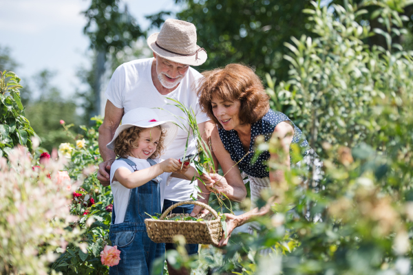 Senior grandparents and granddaughter gardening in the backyard garden. Man, woman and a small girl working.