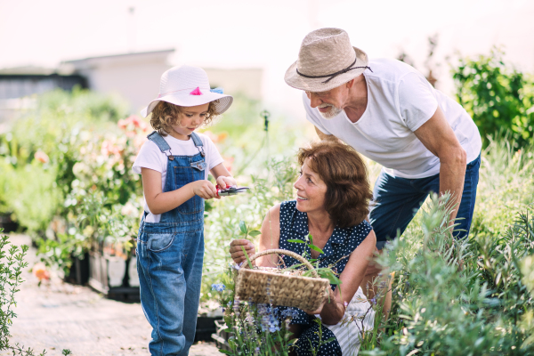 Senior grandparents and granddaughter gardening in the backyard garden. Man, woman and a small girl working.