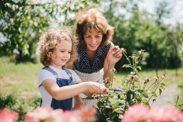 A small girl with senior grandmother gardening in the backyard garden.