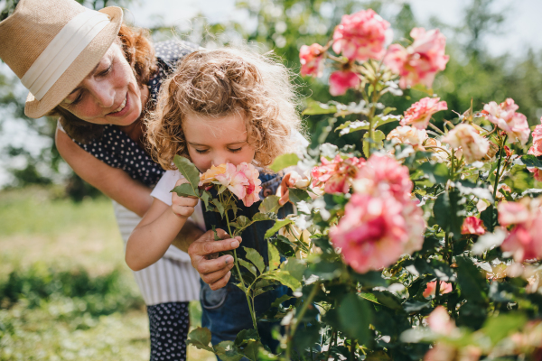 A small girl with senior grandmother smelling roses in the backyard garden.