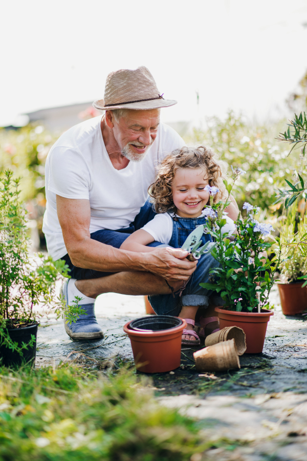 A small girl with senior grandfather in the backyard garden, gardening.