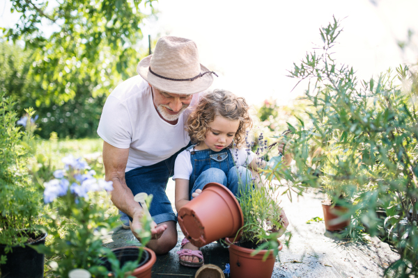 A small girl with senior grandfather in the backyard garden, gardening.