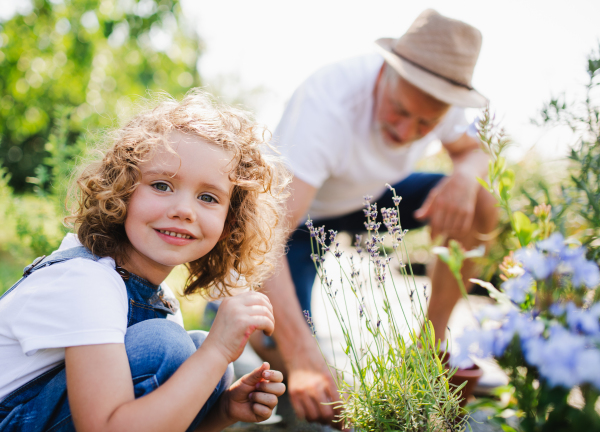 A happy small girl with senior grandfather gardening in the backyard garden.