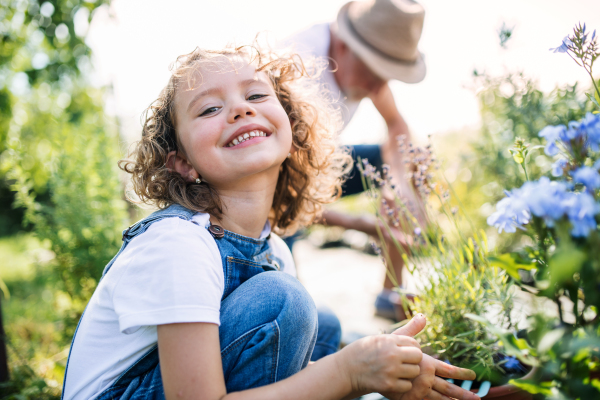 A small girl with senior grandfather in the backyard garden, gardening.